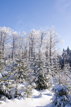 山上的雪