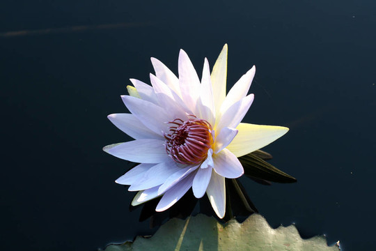 水百合