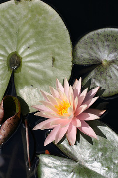 水百合
