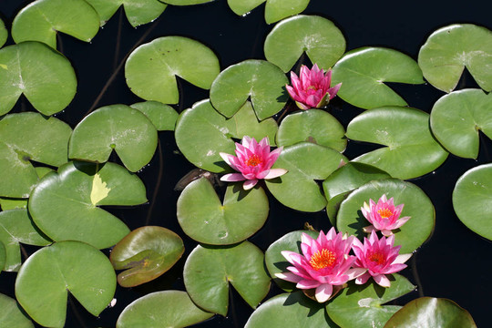 水百合