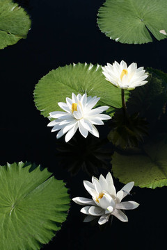水百合