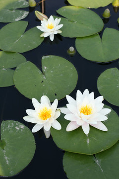 水百合
