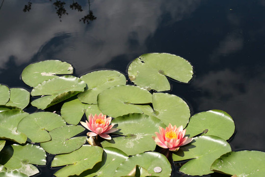 水百合