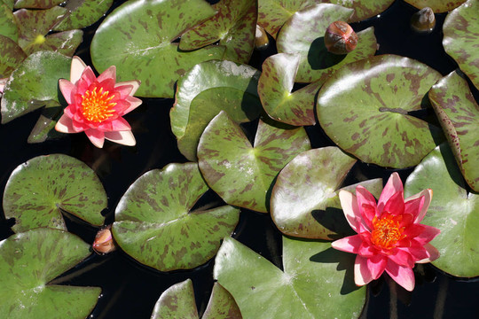 水百合