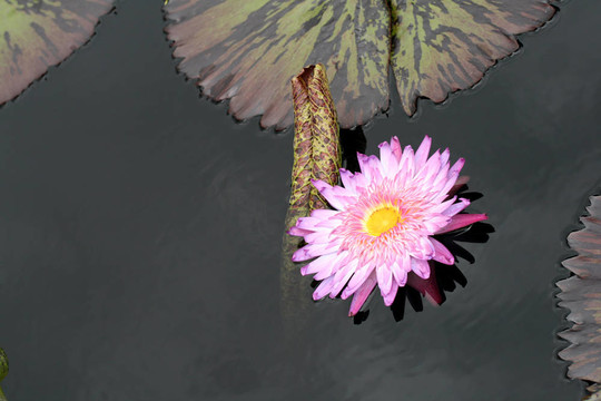 水百合