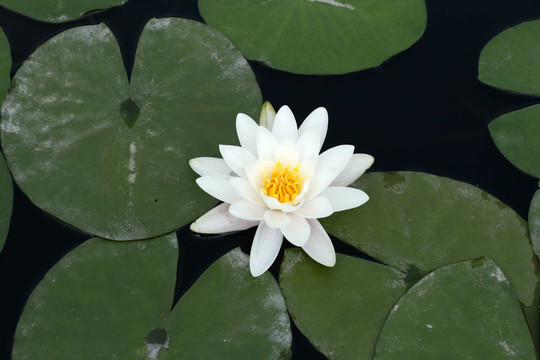 水百合