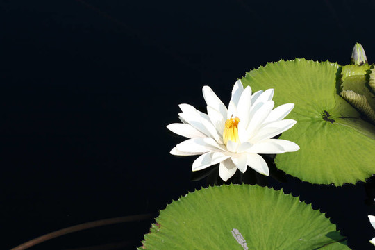 水百合