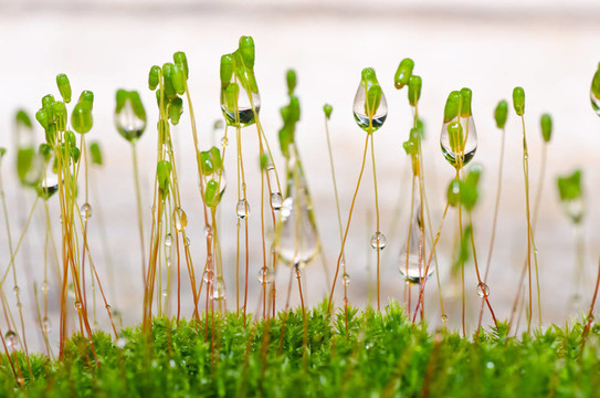 綠色清新苔蘚
