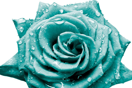 玫瑰花瓣