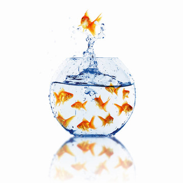 金色的魚在一起