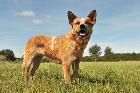 澳洲牧牛犬