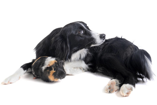 邊境牧羊犬和Guineo豬