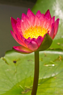 池塘紫睡蓮