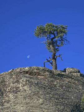矮Moon