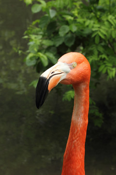 火烈鳥特寫
