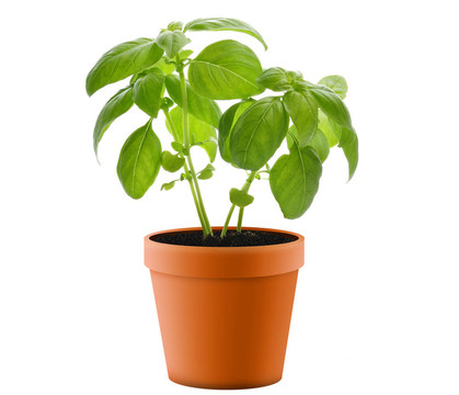 在一盆羅勒植物