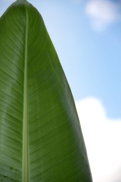 香蕉葉