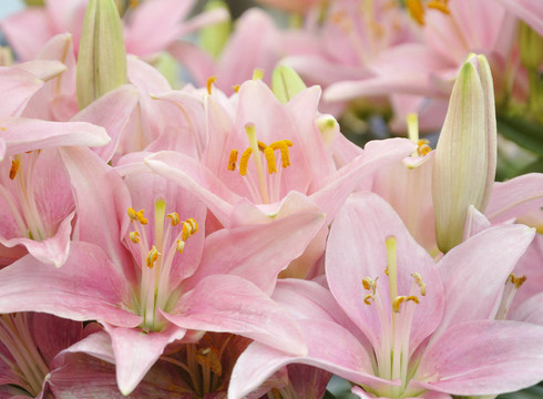 粉色的百合花