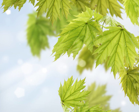 楓樹(shù)的葉子