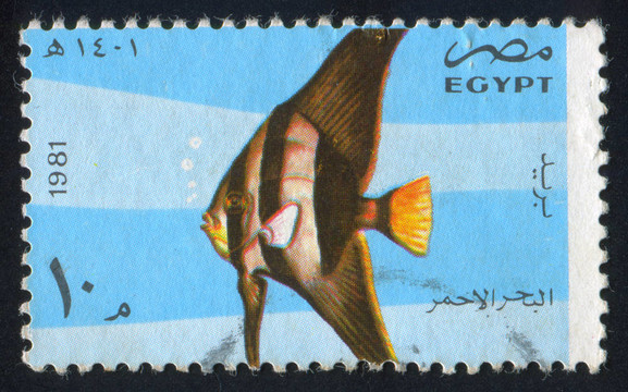 蝙蝠魚