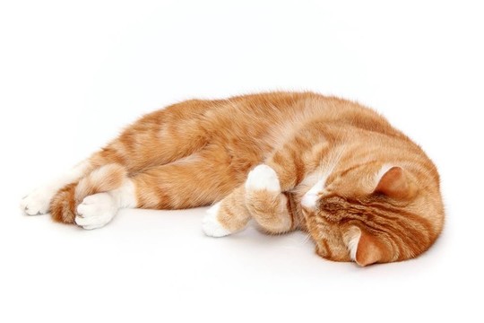 荒涼的虎斑貓tom cat
