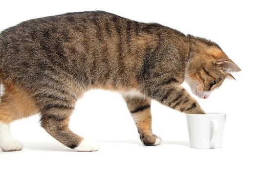 小貓和咖啡杯