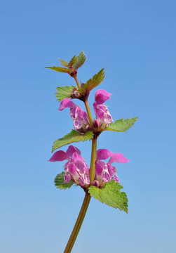 發(fā)現(xiàn)Deadnettle（Lamium maculatum）