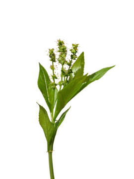 狗的汞（Mercurialis多年生）