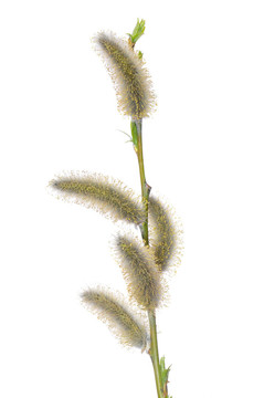 柳花