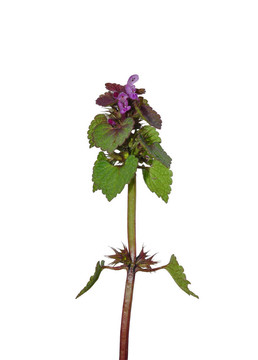 Red Deadnettle（Lamium象草）