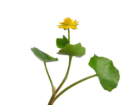 白屈菜（榕葉毛茛）