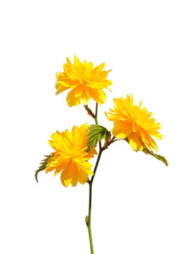Kerria（Kerria japonica）