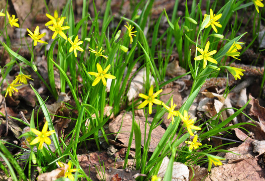 伯利恒黃星（Gagea lutea）