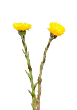 Coltsfoot（Tussilago farfara）