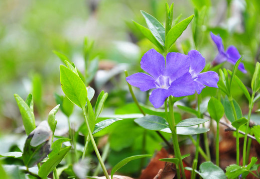 小長春花（小蔓長春）