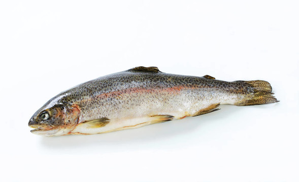 新鮮的鱒魚