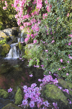 Rhododendron Flowers瀑布