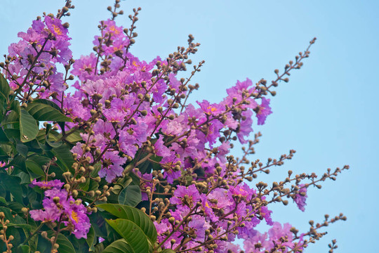 紫薇花