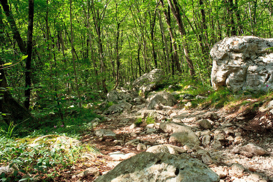 斯洛文尼亚朱利安阿尔卑斯山脉的森林；