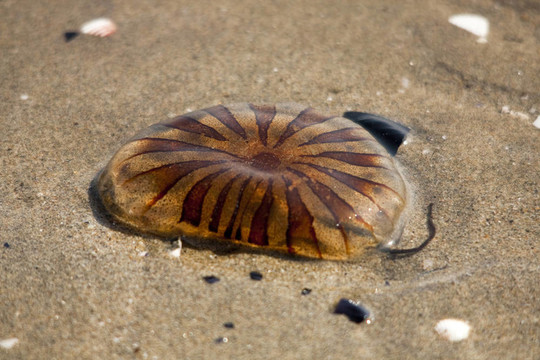 海灘上的水母