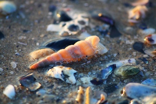 海灘上的貝殼