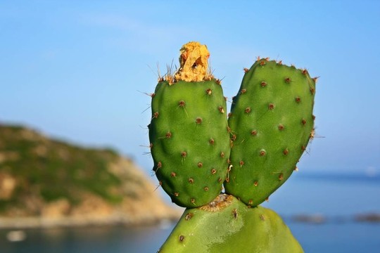 在Elba島的行為