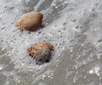 海貝殼