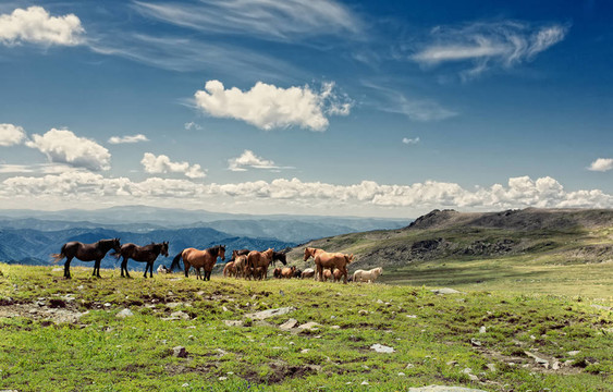 阿爾泰山。一片美麗的風(fēng)景，有馬和藍(lán)天。