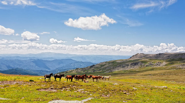 阿爾泰山。一片美麗的風(fēng)景，有馬和藍天。