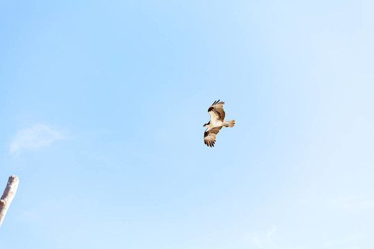魚鷹