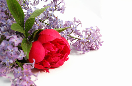 丁香花