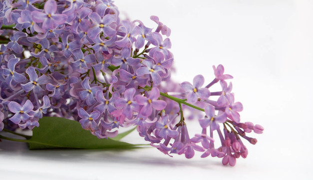 丁香花