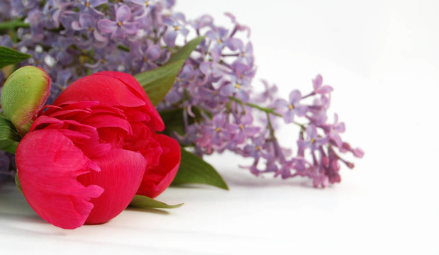 丁香花