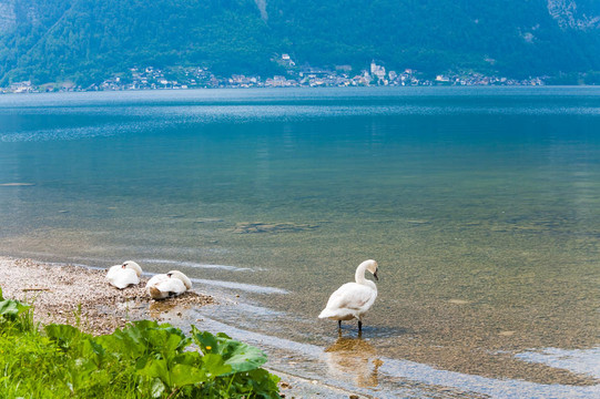 夏日天鵝